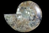 Polished Ammonite Fossil (Half) - Agatized #72945-1